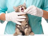 Vet experts on whether animals can catch coronavirus – and if they can spread it to humans
