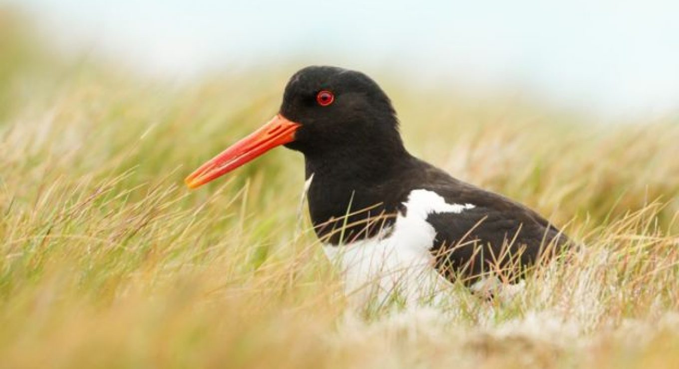 Oystercatcher are among Eigg’s birdlife<br><i style="color:#000000;"> GETTY IMAGES</i></br>