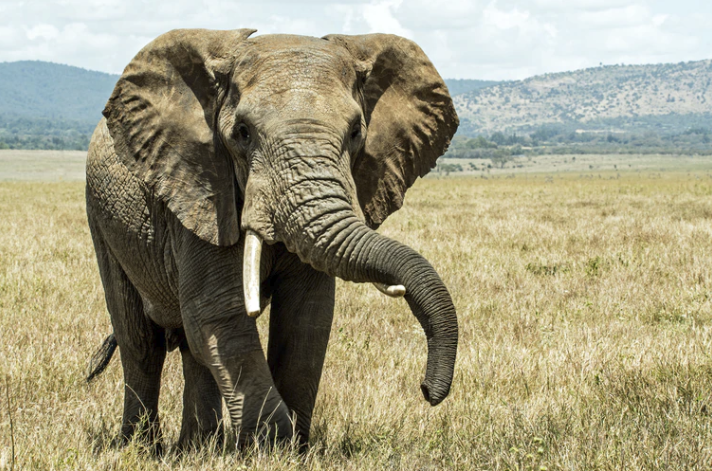 Larger than life: Why the death of an elephant is not the end of the story
