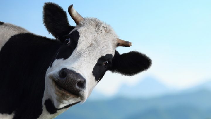 Cows talk to each about how they feel, study finds