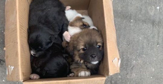 Dogs found abandoned in a box in Wuhan by rescuers from Furry Angels Heaven<br><i style="color:#000000;"> FURRY ANGELS HEAVEN>