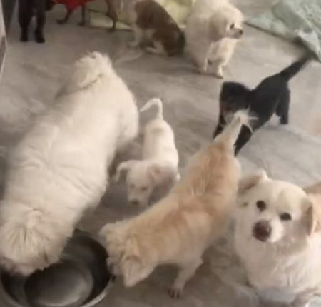 One volunteer has 35 dogs and 28 cats inside her apartment<br><i style="color:#000000;"> FURRY ANGELS HEAVEN</i></br>