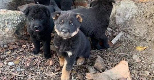 Animal rescue groups say they are seeing an increasing number of animals abandoned across the country<br><i style="color:#000000;"> SUPPLIED</i></br>