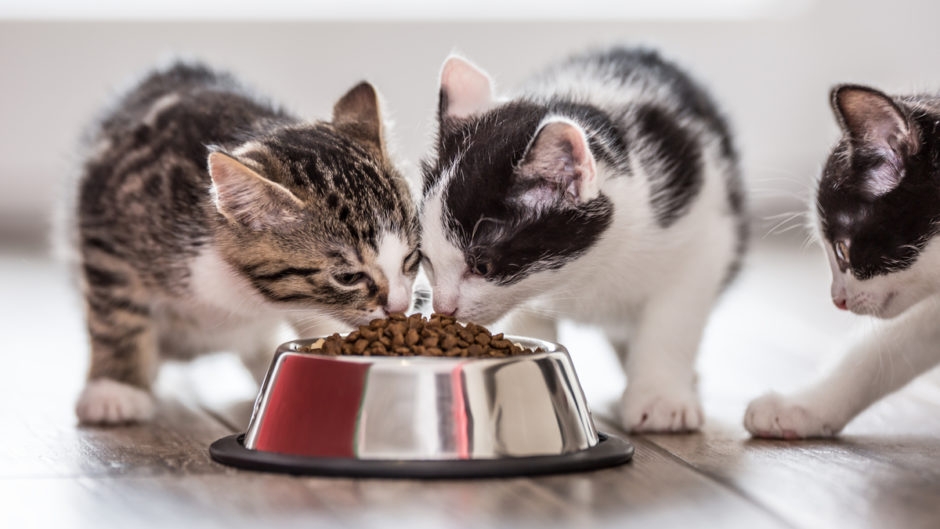 Kitten Bowls & Feeding Accessories