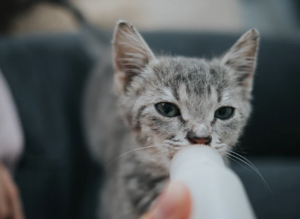 Kitten Milk & Treats