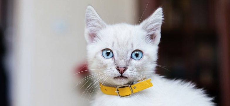 Kitten Collars & Accessories