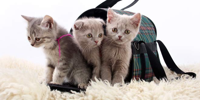 Kitten Carriers