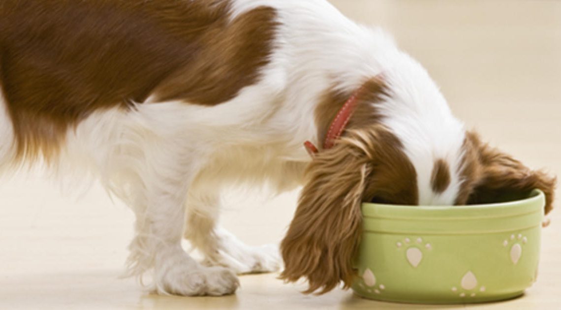 Puppy Bowls & Feeding