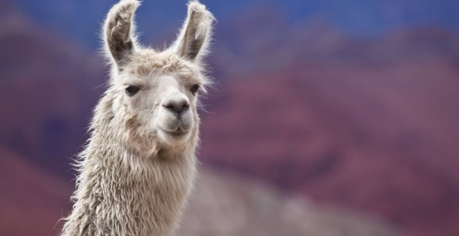 The public will be able to walk llamas at Love Gorgie Farm when it opens later to the public<br><i style="color:#000000;"> GETTY IMAGES</i></br>