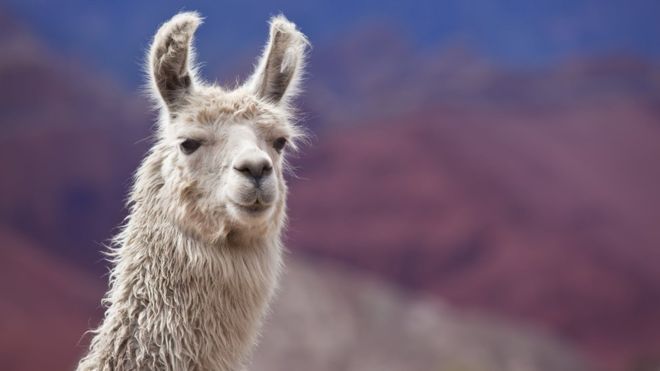 Gorgie farm welcomes the Dalry llama