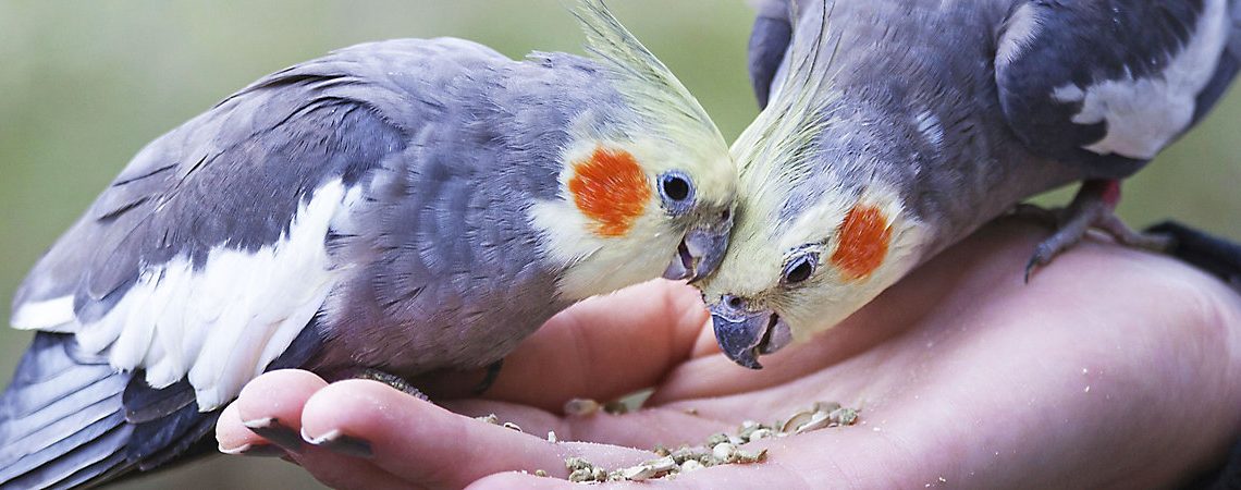 Indoor Bird Feeding