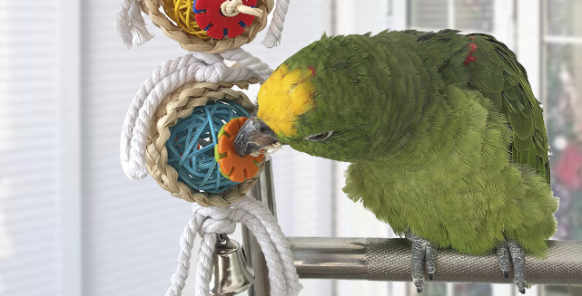 Indoor Bird Cage Toys, Perches & Accessories