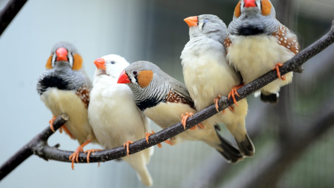 Indoor Bird Cages & Aviaries