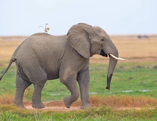 New research shows how elephants use their tusks and strength to help other elephants when they die<br><i style="color:#000000;">Adwait Aphale/Comedy Wildlife Photography Awards</i></br>