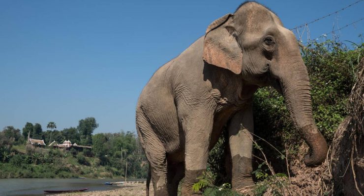 MandaLao is home to elephants rescued from the holiday industry<br><i style="color:#000000;"> World Animal Protection</i></br>