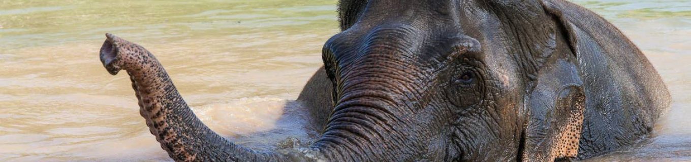 Boon Lott’s Elephant Sanctuary in Thailand is endorsed by World Animal Protection<br><i style="color:#000000;"> World Animal Protection</i></br>