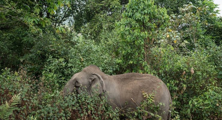 At the Mahouts Foundation elephants can be watched foraging for food<br><i style="color:#000000;"> World Animal Protection</i></br>