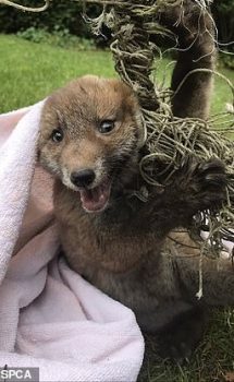 A fox in West Yorkshire had to be detangled after getting itself caught up in a mass of netting