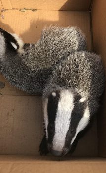 A pair of badger cubs were rescued in Derbyshire. They’re pictured together in a cardboard box as they were brought to safety