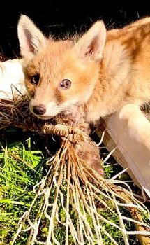 An adorable fox cub prompted a call to the animal charity when it got caught in netting in the west midlands