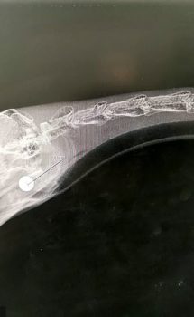 An x-ray shows a pellet inside the swan’s head after the act of ‘mindless cruelty’