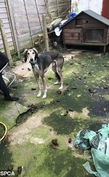 Harvey the dog was rescued from a back yard