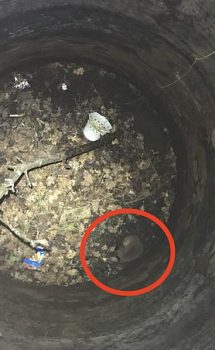 In Hertfordshire this fox had to be rescued from the bottom of a well after it fell into the void