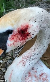 Police are investigating after a nesting swan was shot in the head with an air rifle in Thatcham, Berkshire, last week