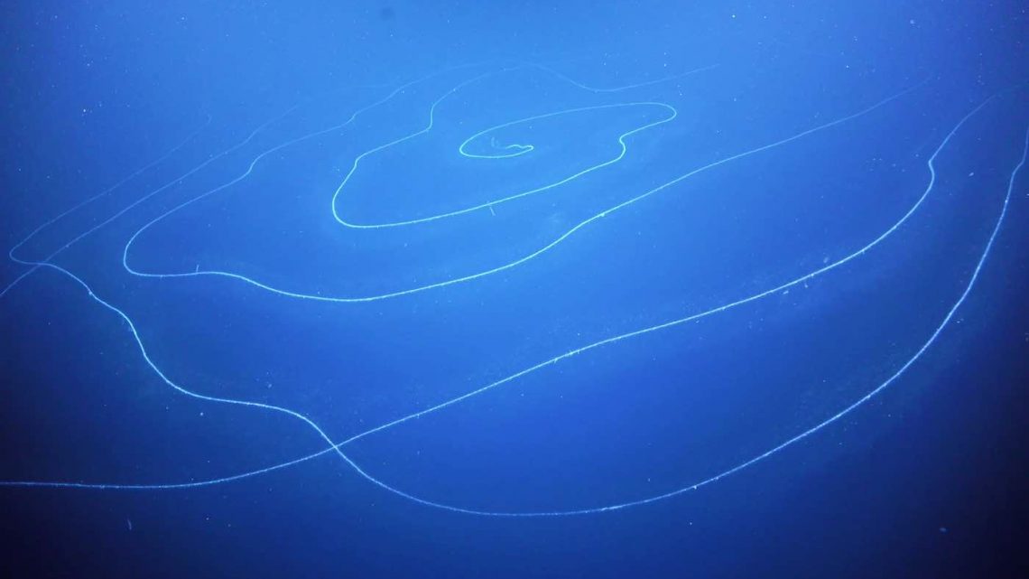 Scientists ‘Blown Away’ By Discovery of Longest Animal Ever Recorded—And It’s Quite Beautiful
