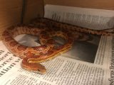 Scots family call in animal rescuers after finding snake hidden away in brand new oven