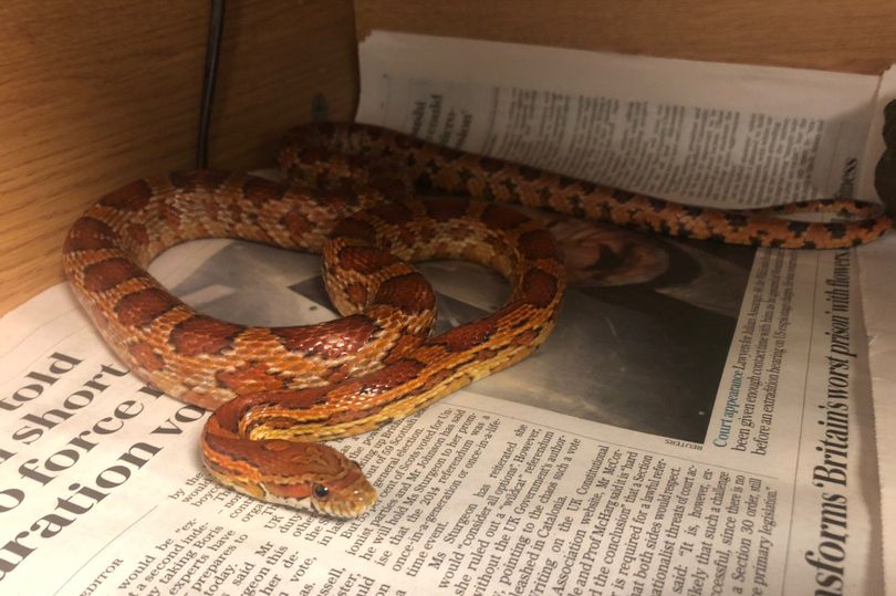 Scots family call in animal rescuers after finding snake hidden away in brand new oven