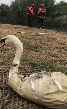 This swan had to be rescued using specialist equipment in South Yorkshire. It appears to have suffered a wound to the neck