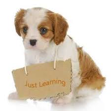 FCO Puppy Training - Home | Facebook